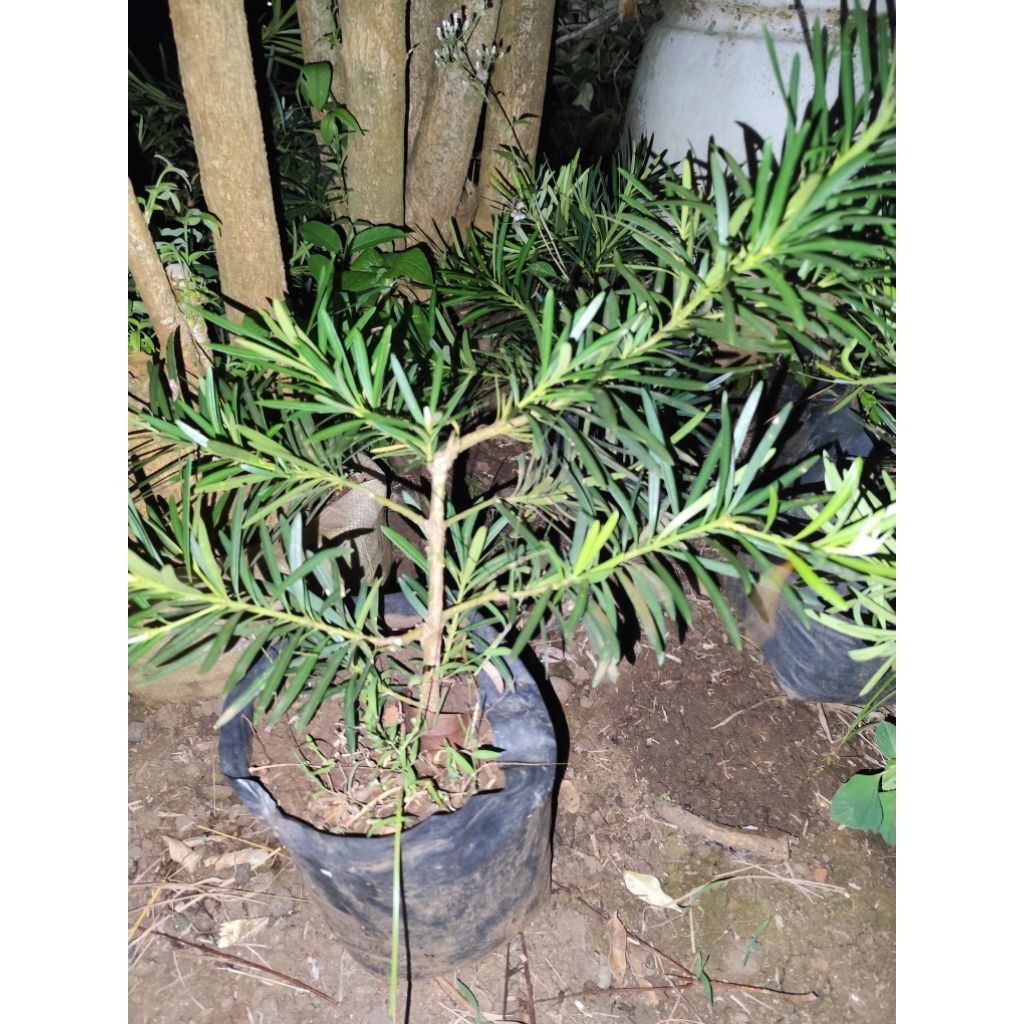 bahan bonsai lohansung