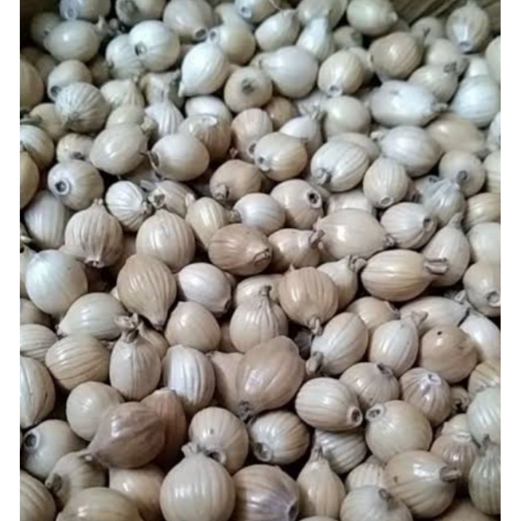 

Jual buah hajeli kuwalitas bagus sudah di keringkan 200 grm