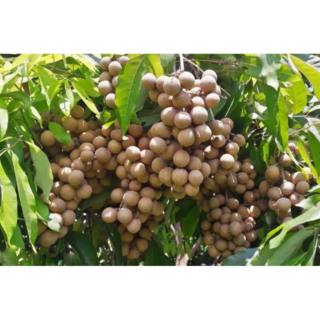 3 bibit kelengkeng kristalin pilihan