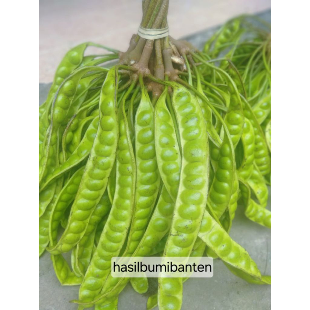 

PETE/PETAI PADI ISI 50 PAPAN LONJOR TUA SUPER