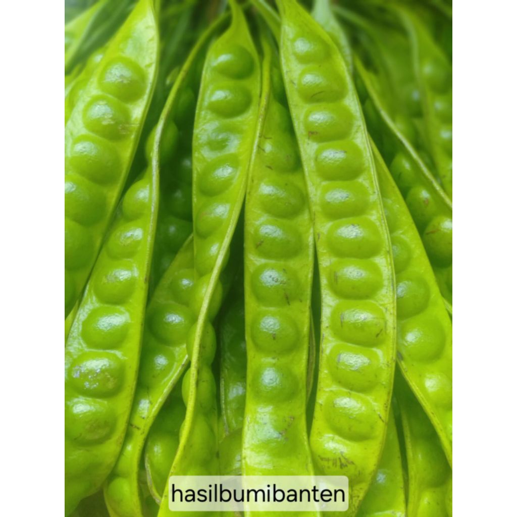 

PETAI/PETE PADI ISI 20 PAPAN LONJOR TUA SUPER