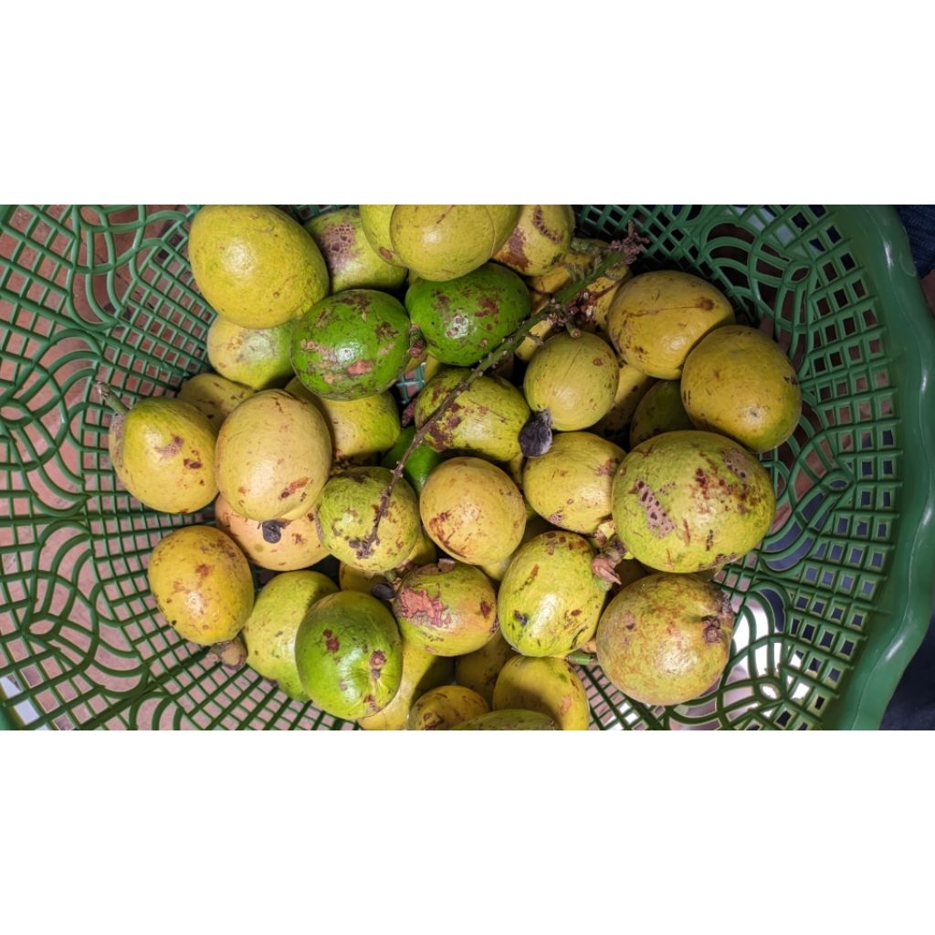

Biji Buah Matoa