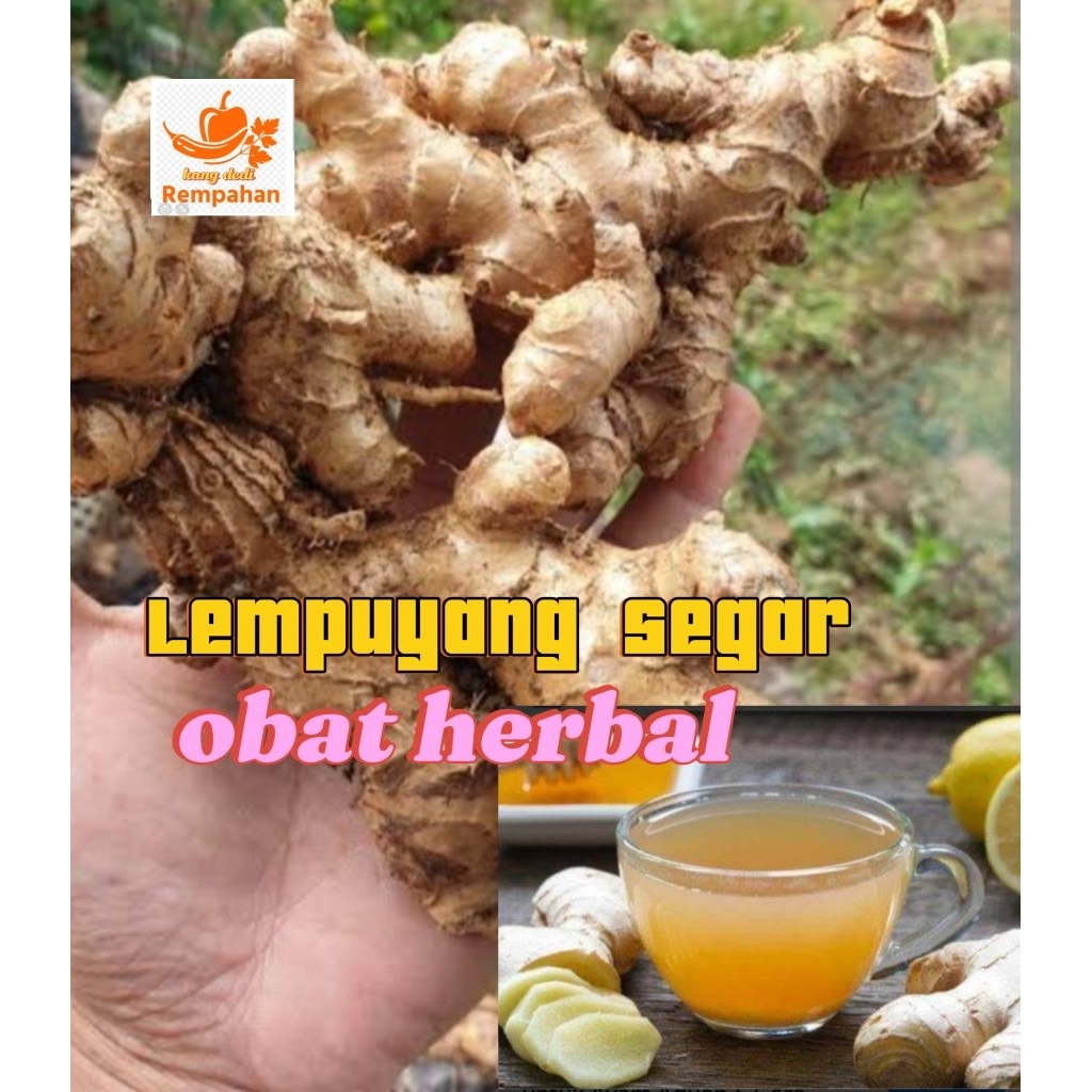 

lemuyang segar 500 gram
