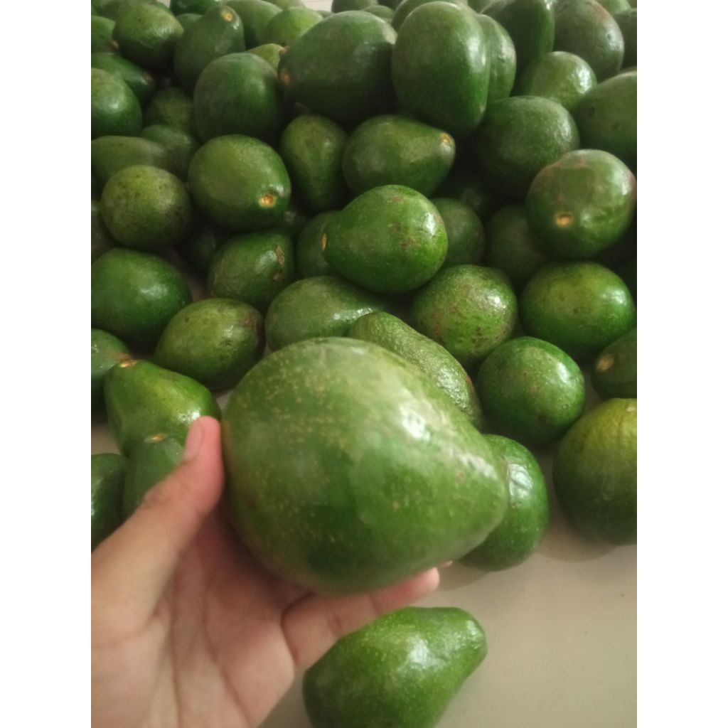 

Alpukat mentega 22rb per kg