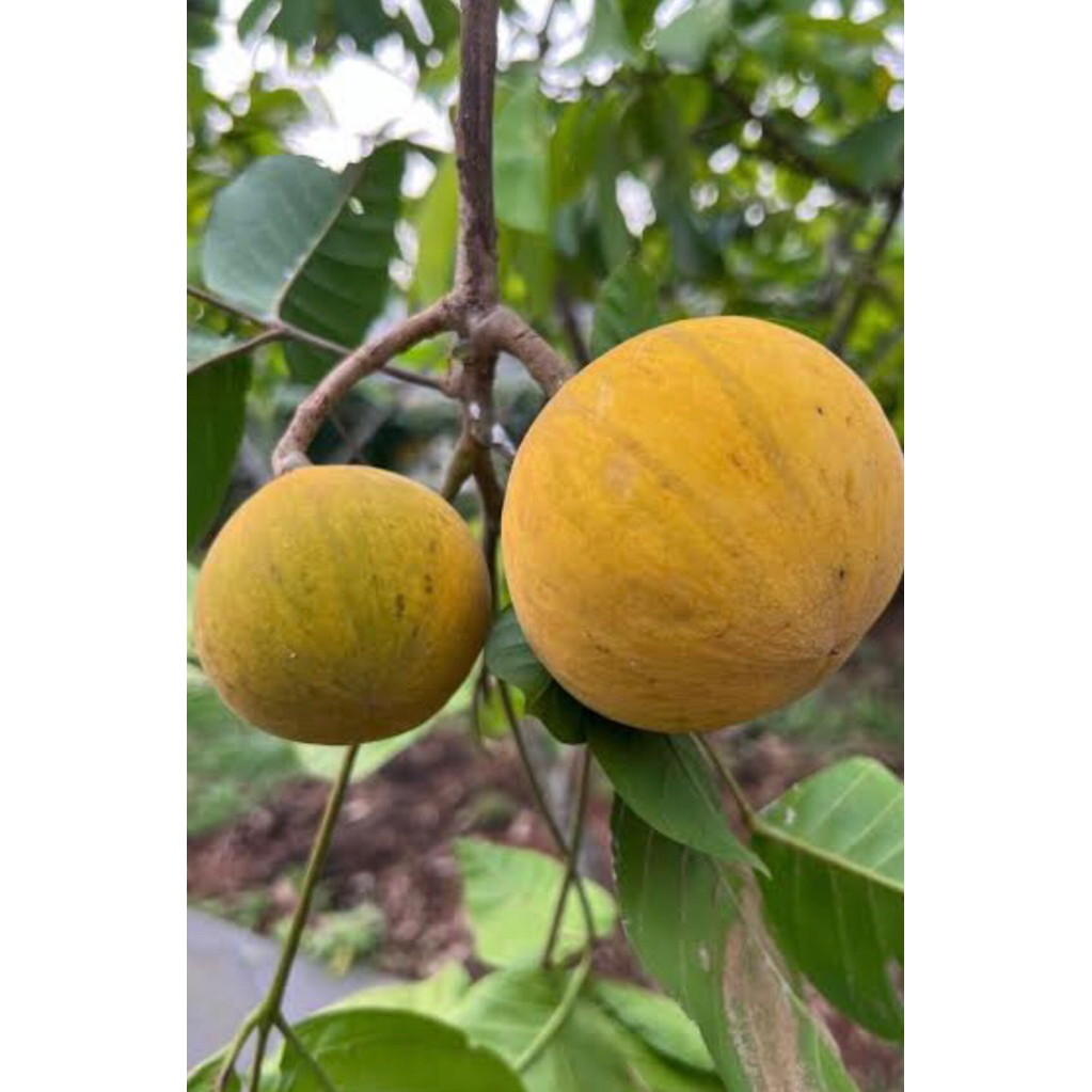 

buah setui 1kg