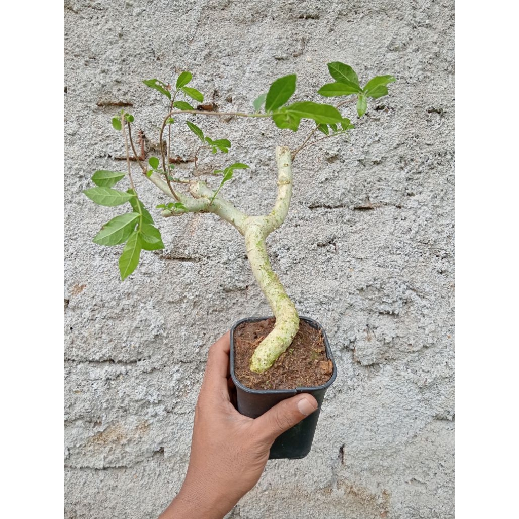 Bahan bonsai serut hidup berkarakter