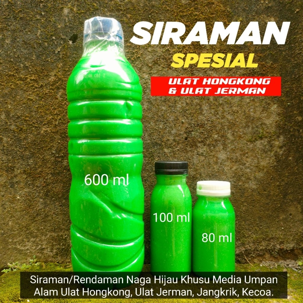 SIRAMAN/RENDAMAN UMPAN PANCING MEDIA ALAM ULAT HONGKONG DAN ULAT JERMAN