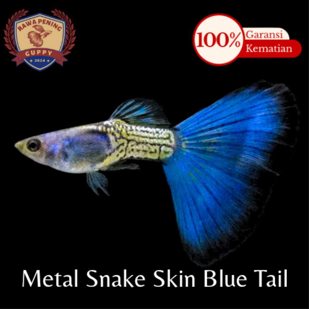 Pembersih Lantai MSSBT (Metal Snake Skin Blue Tail)