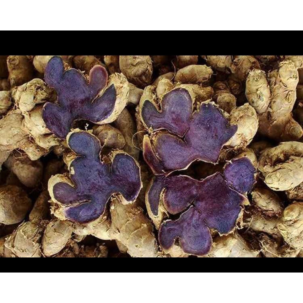 

bibit jahe wulung/jahe hitam siap lahan/siap konsumsi terlaris no 1 top populer