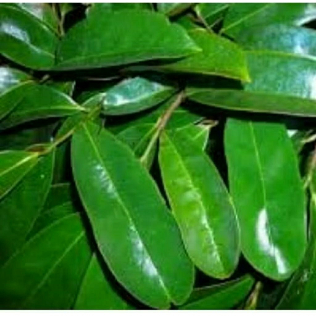 

daun sirsak segar petik langsung dari pohon