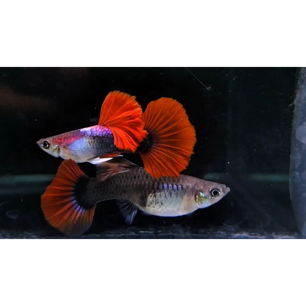 ikan hias guppy Hb red rosetail perpasang