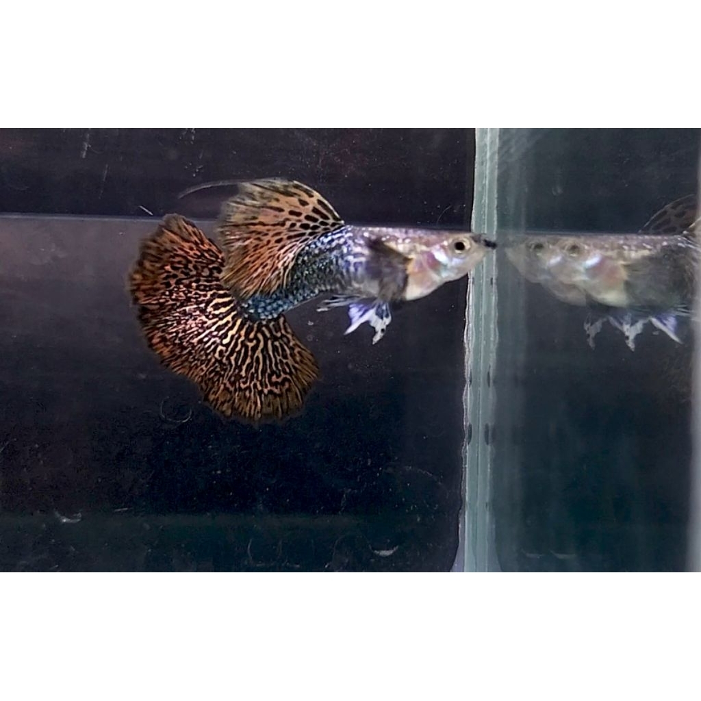 ikan hias guppy red dragon sepasang