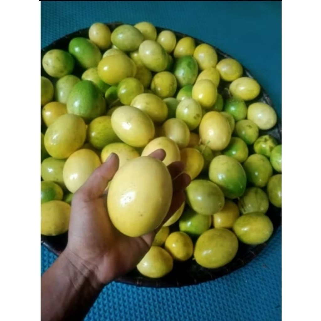 

Buah Markisa Segar Per 1 Buah Beli 10 gratis 2