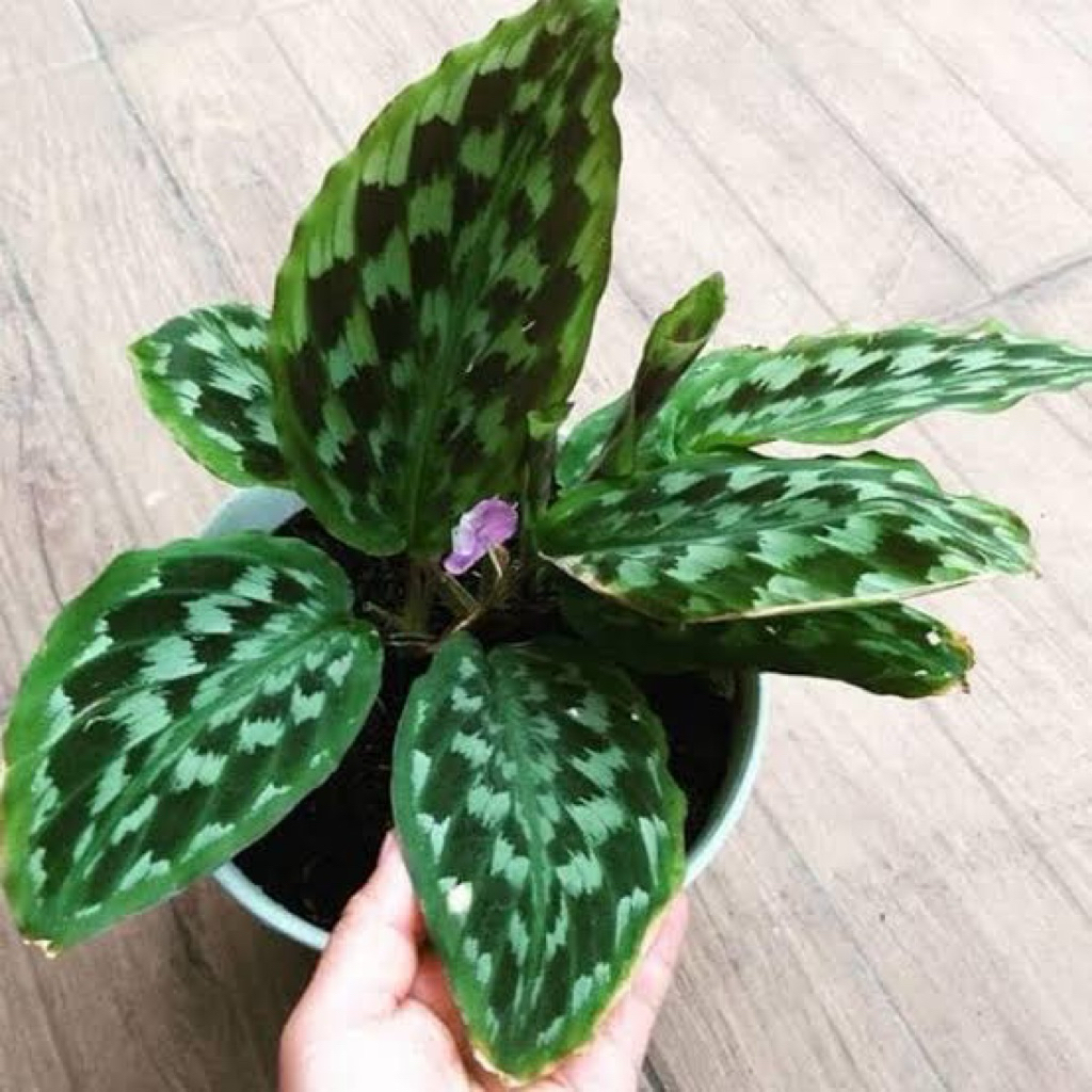 Tanaman hias calathea bulu merak/calathea kencur/bulu merak