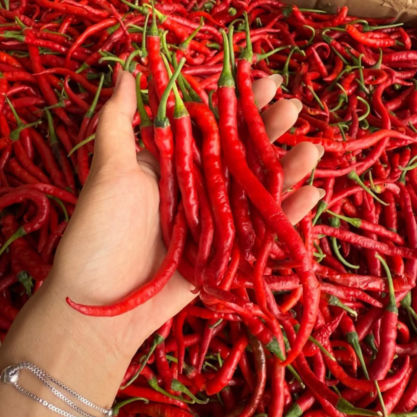 

CMK/Cabe Merah Keriting Segar 1kg