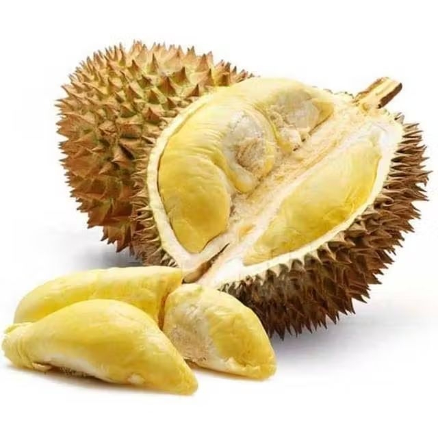Bibit Durian Tupai King - Durian Musangking Unggul Cepat Berbuah