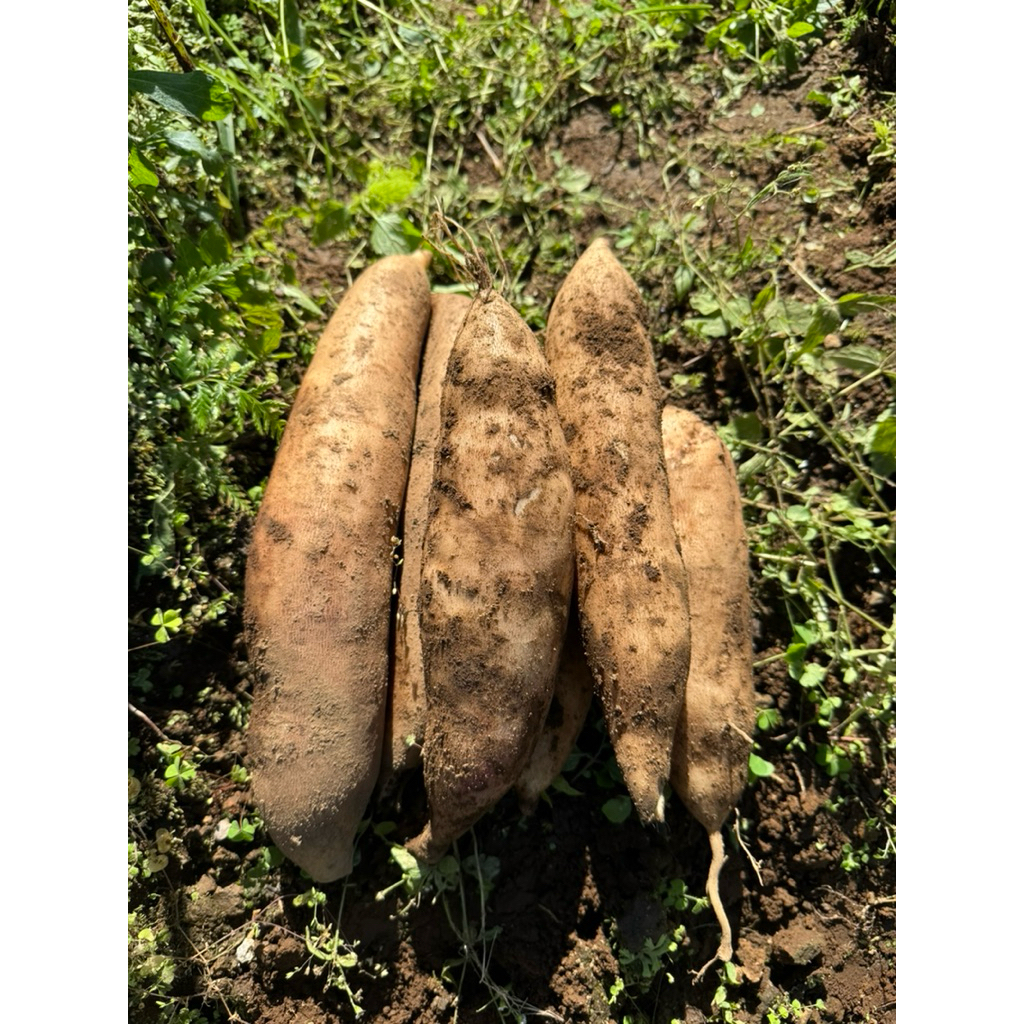 

umbi yakon wonosobo berat 500gram