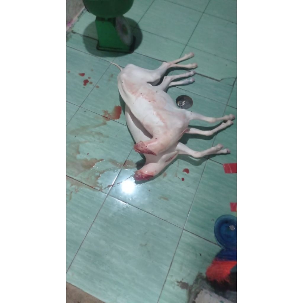 

kambing guling fresh
