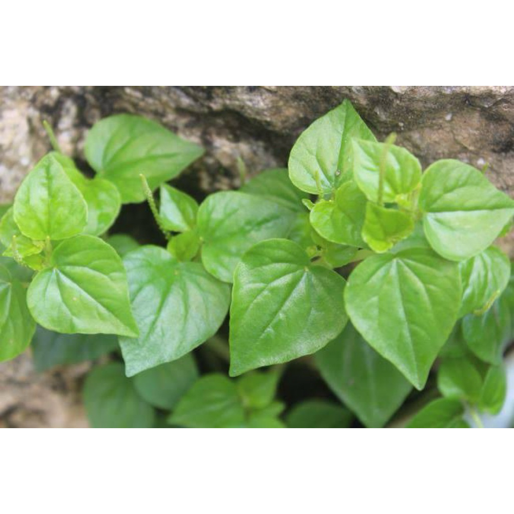 

Daun sirih cina atau ketupang 200gram obat herbal alami untuk berbagai penyakit tanpa efek samping