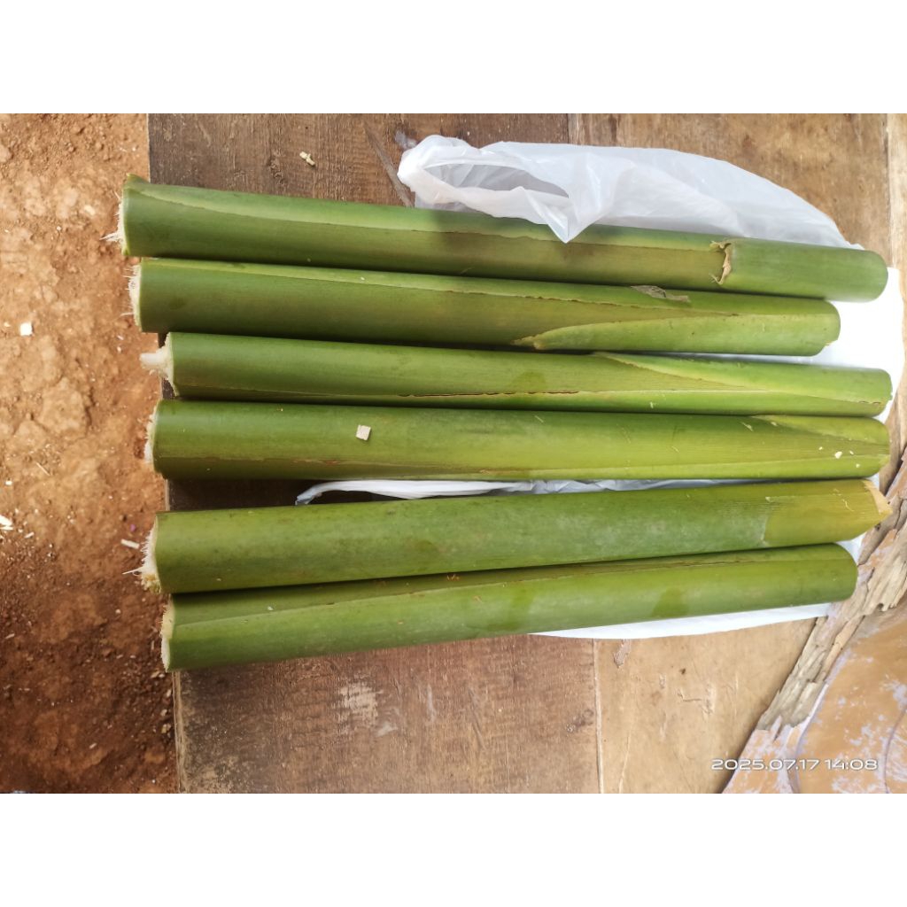 

batang combrang/honje hijau segar 30 cm