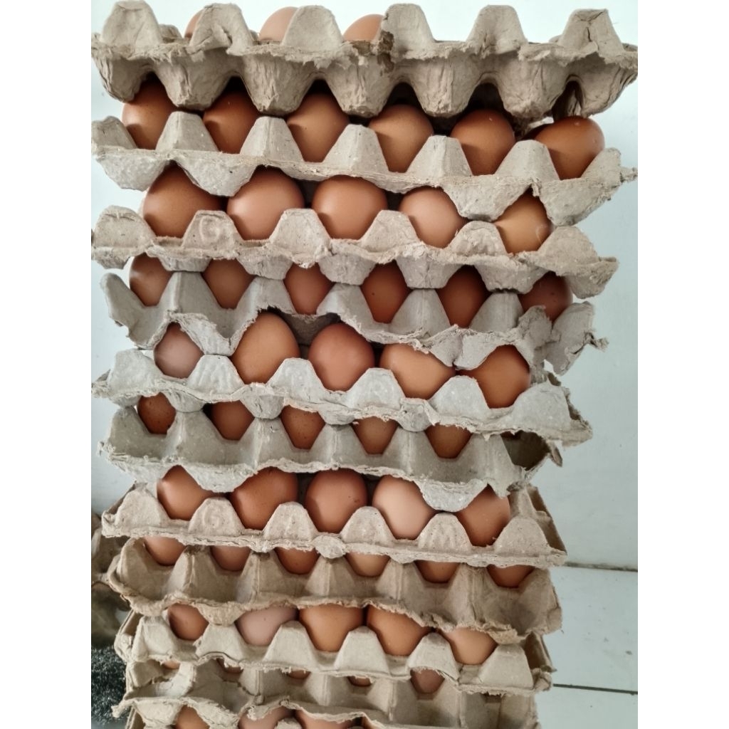 

telur ayam negeri 1 ikat 15kg