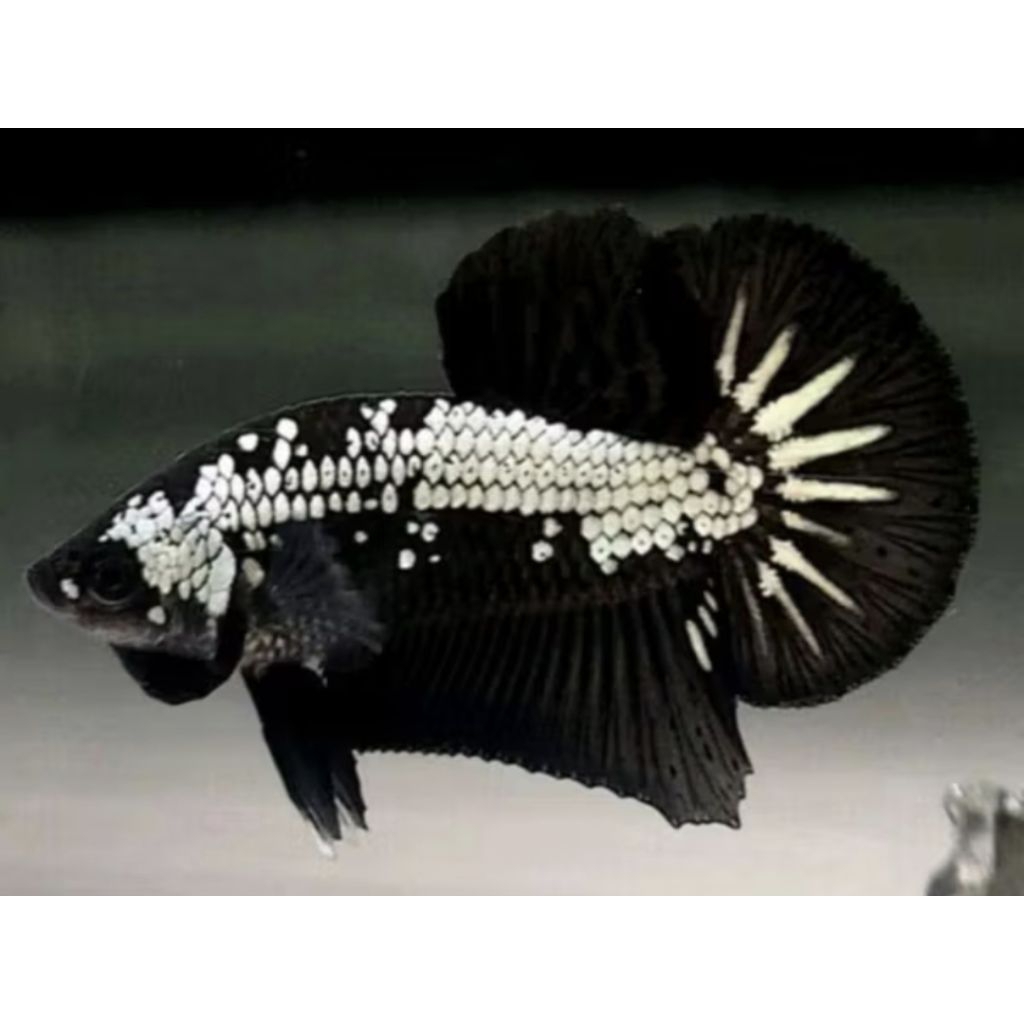 Cupang plakat black samurai