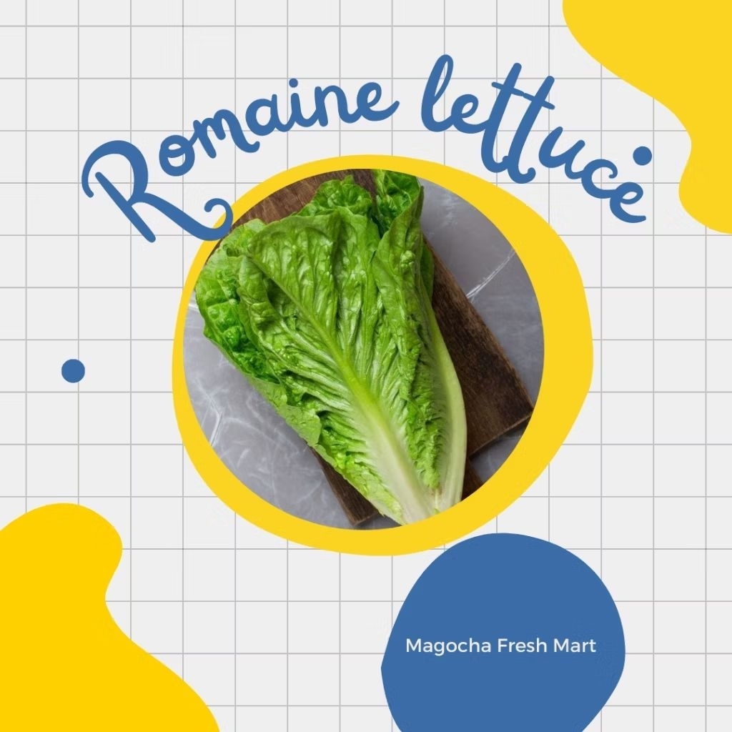 

1 KG FRESH SELADA ROMAINE