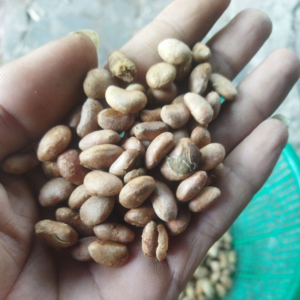 biji anggur pohon