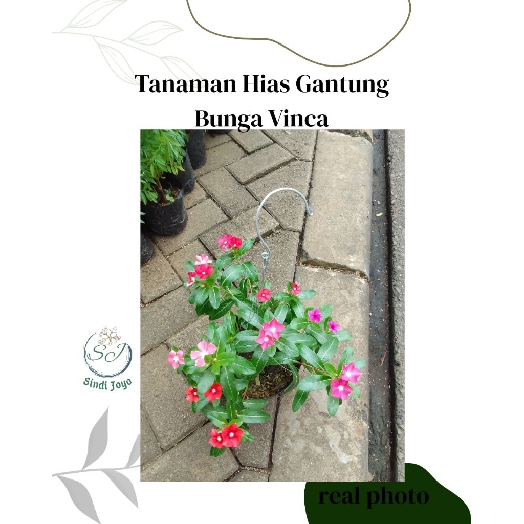 Tanaman Hias Gantung Bunga Vinca + Pot