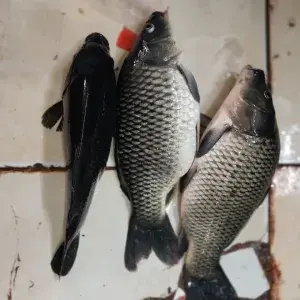 

Paket Arsik Ikan Mas 1 kgr + Bumbu