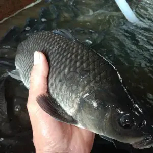 

Ikan mas Hidup 1Kg (1Ekor)