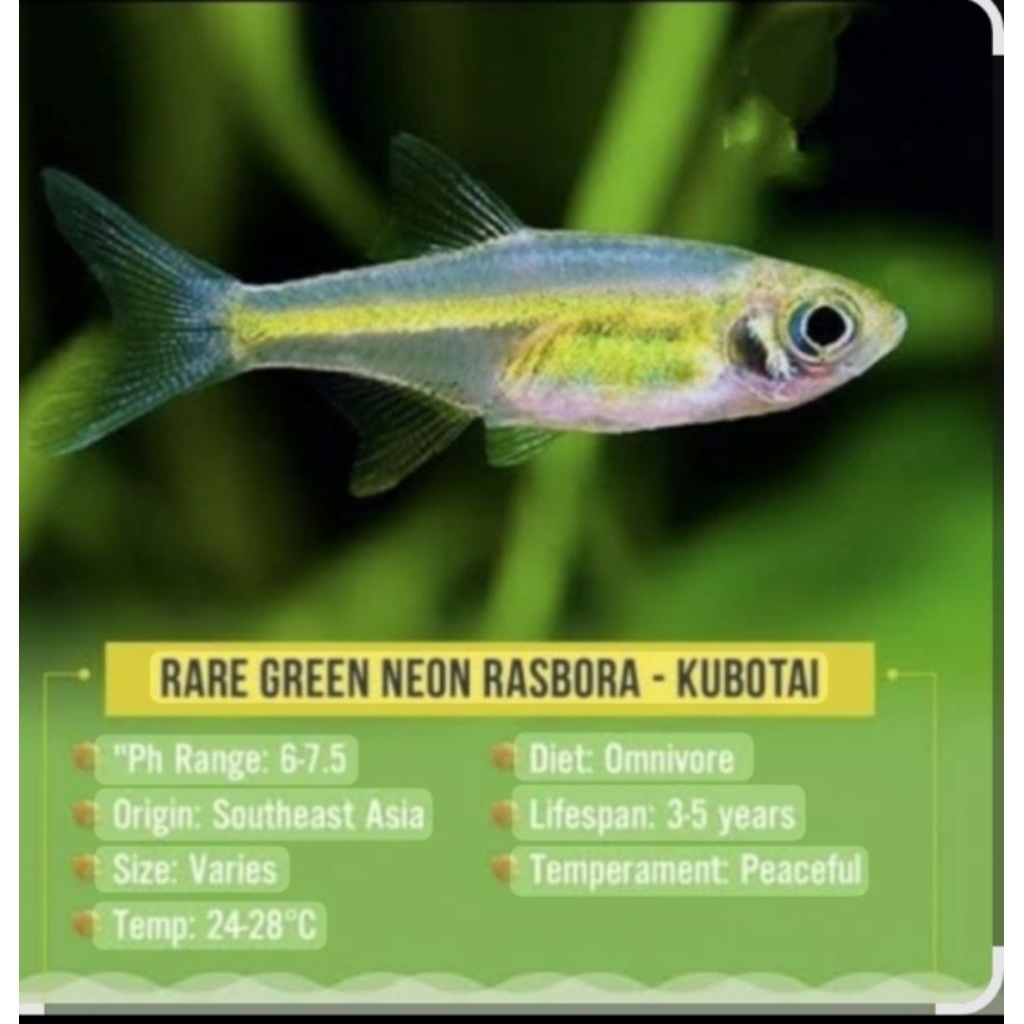 rasbora_kubotai