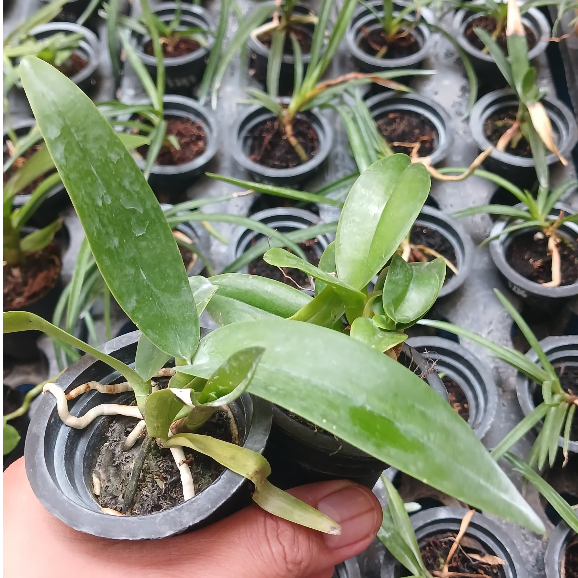 Praremaja Anggrek Cattleya Hybrid/Bibit Anggrek Cattleya Murah