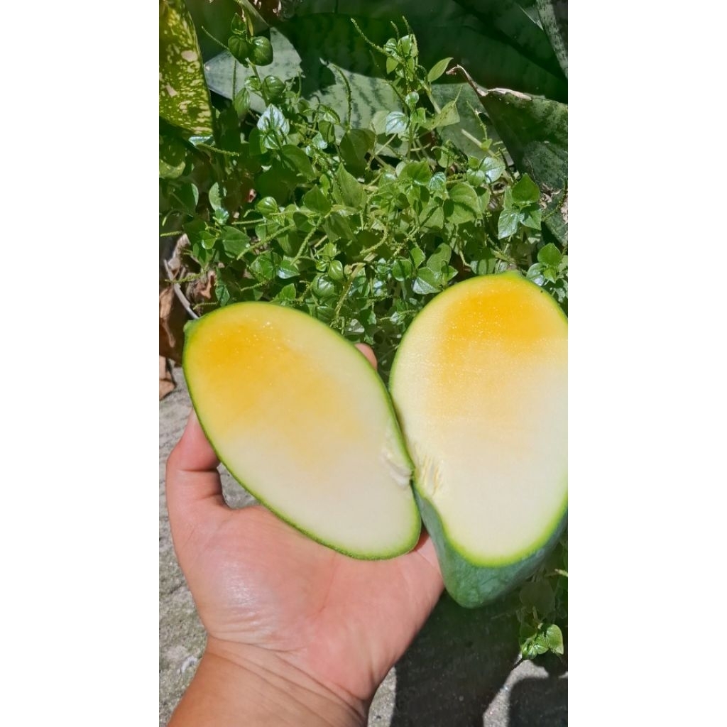 

mangga golek | 1kg