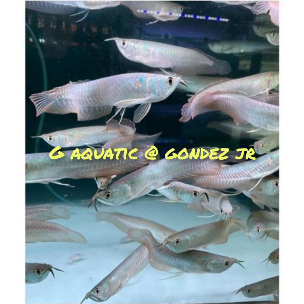 ikan arowana silver size 11-12cm
