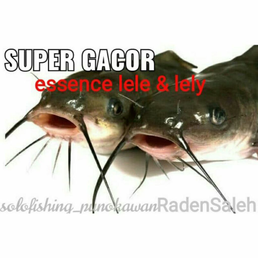 Essen ikan lele super gacor