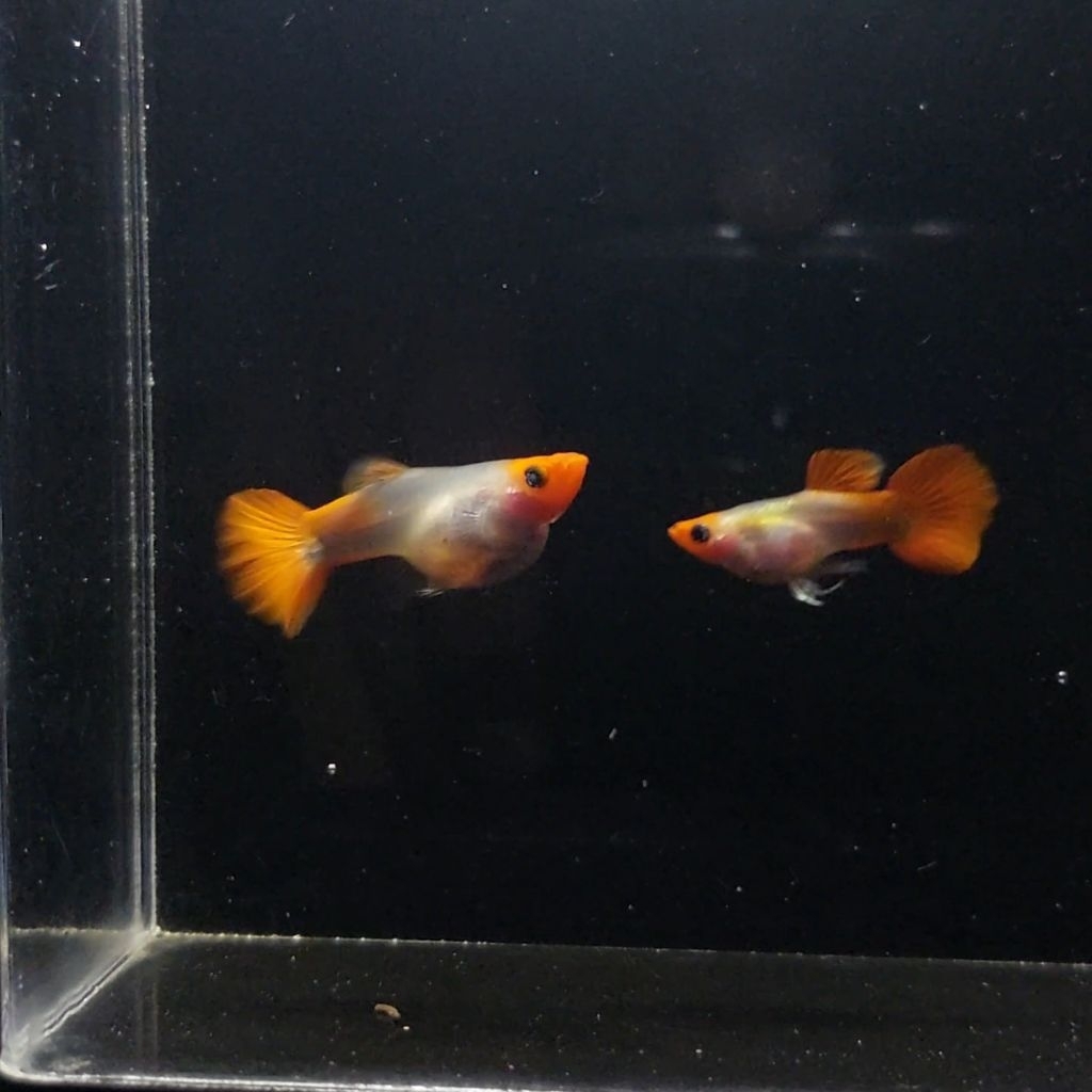 poster guppy blonde koi