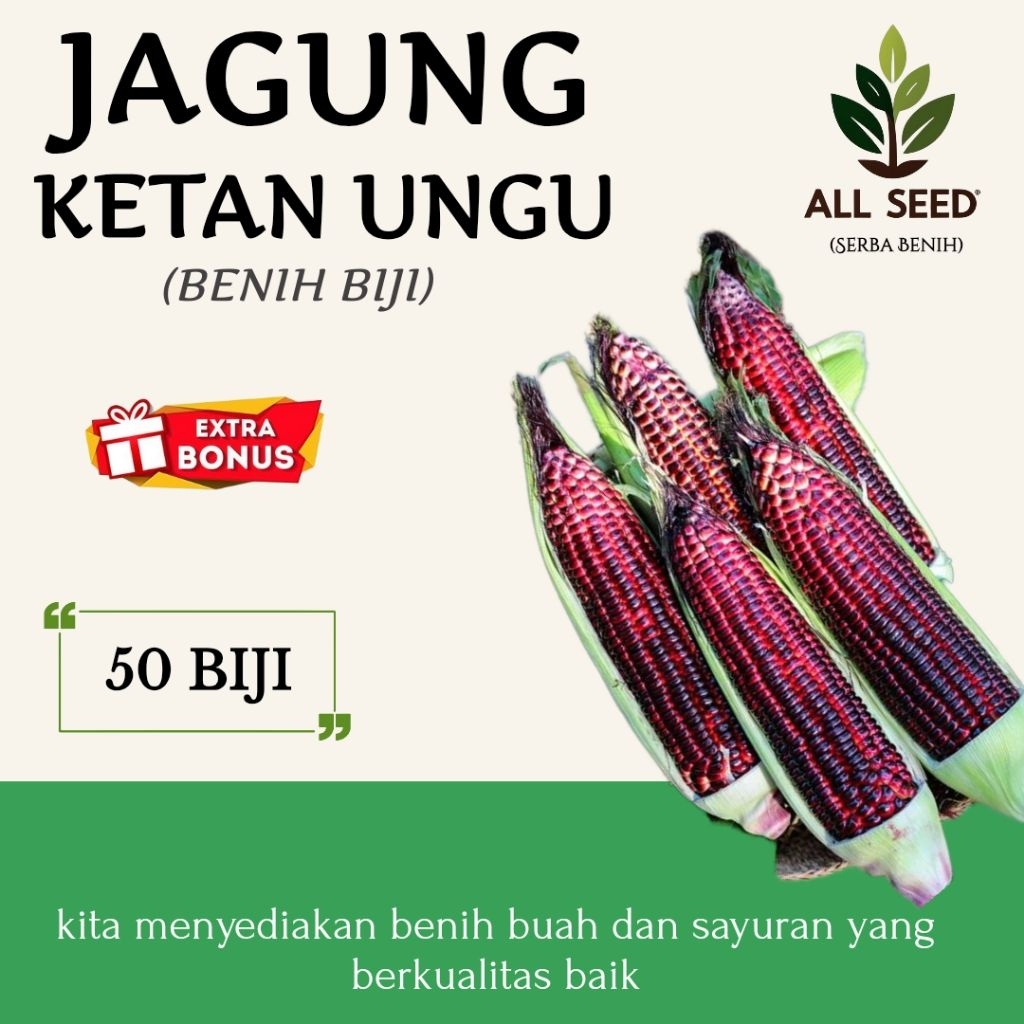 ( 50 biji ) Benih jagung ketan ungu | bibit biji jagung ungu | jagung pulut