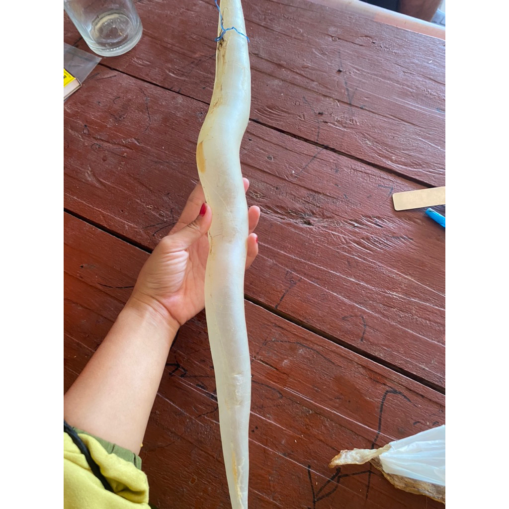 hipio / pelampung ikan / perut ikan malung