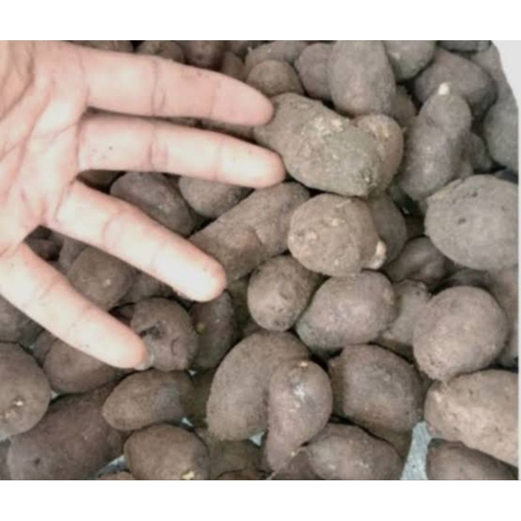 

kentang hitam termurah 500g,1000g(1kg)