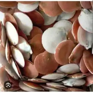 

kerang Simping 250 gr