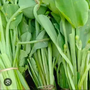 

Daun genjer/swampnails 3 ikat