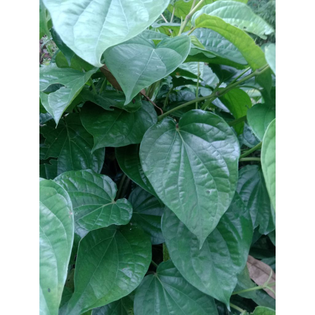 

daun sirih segar 50 lembar
