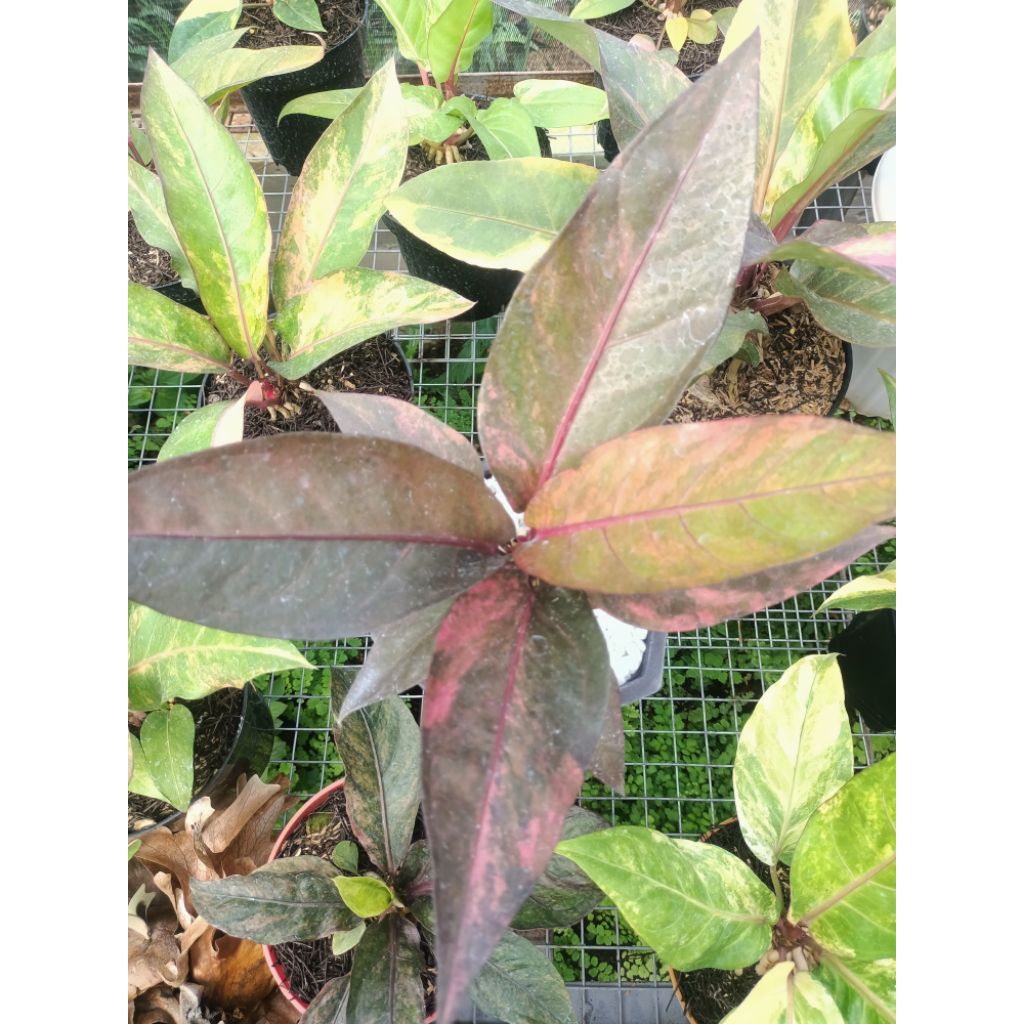 anthurium hookeri pink(varigata pink)