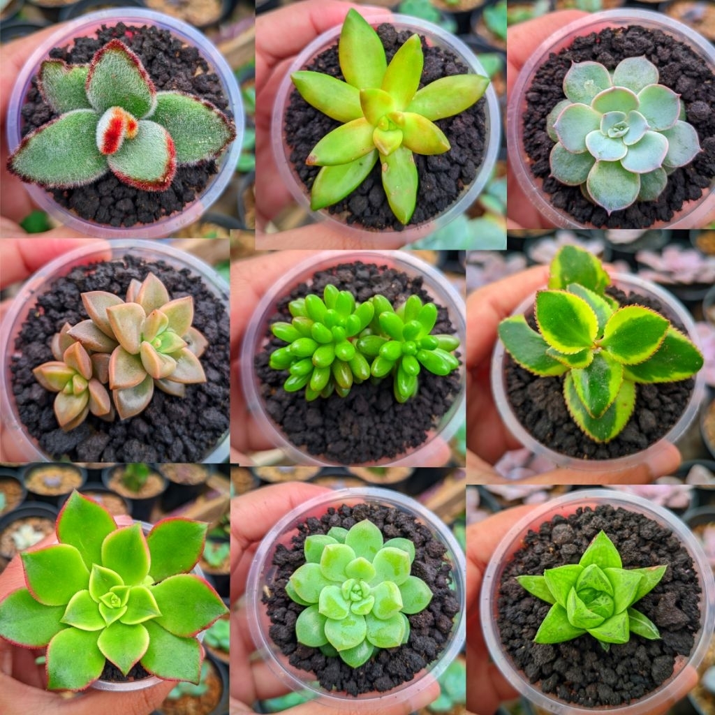 Teh_Teh Maniez Paket Sukulen Kaktus Hidup Mini Isi 30 Pcs Free Pot