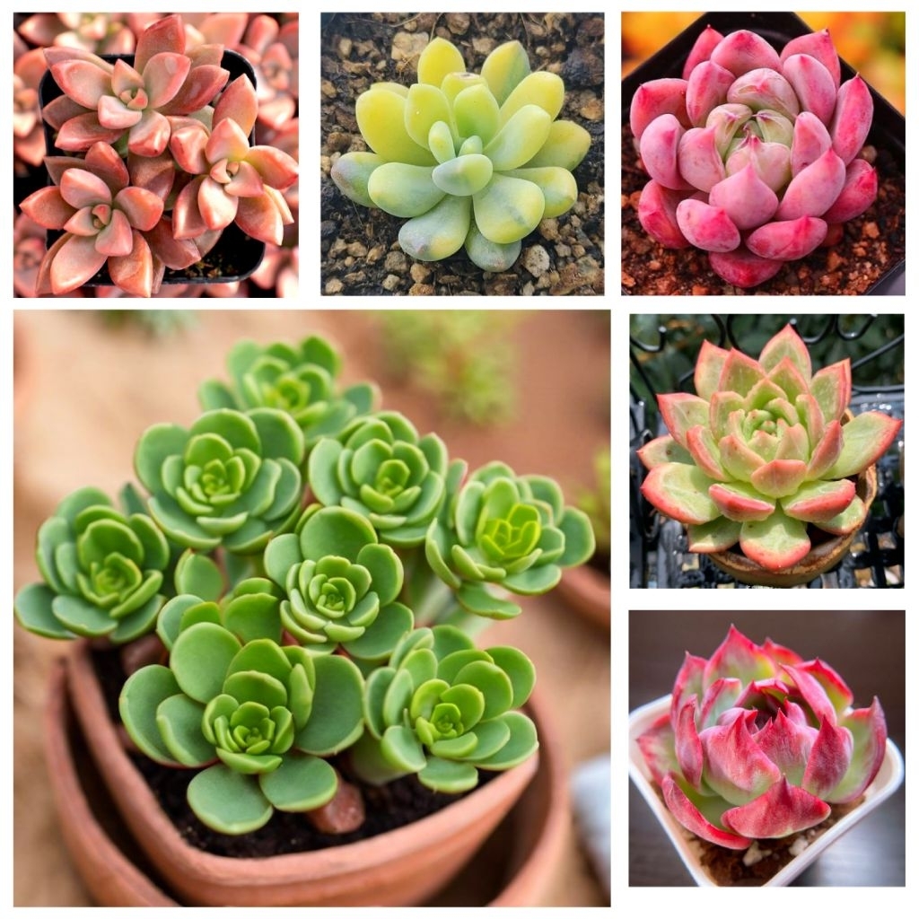 Paket Sukulen Kaktus Hidup Mini Isi 3 Pcs Free Pot