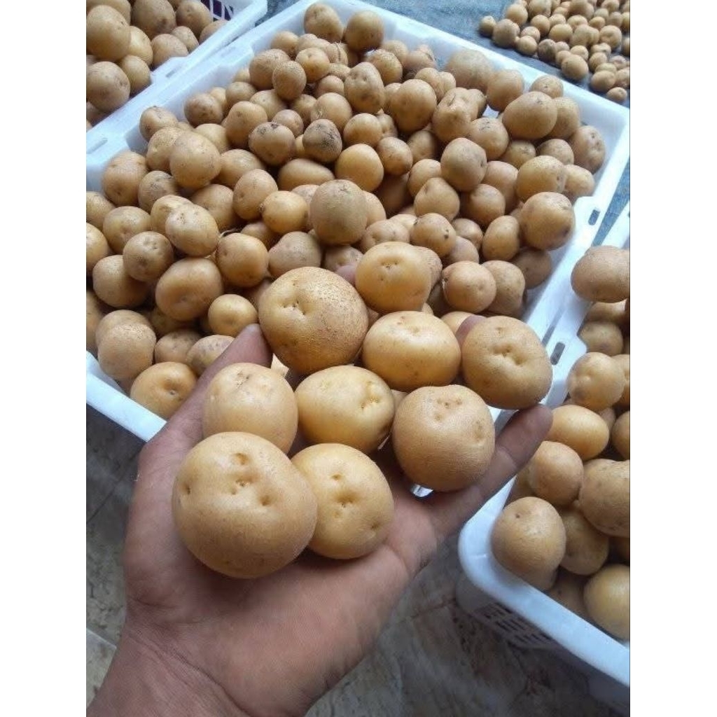 

KENTANG MINI DIENG, BABY POTTATOES