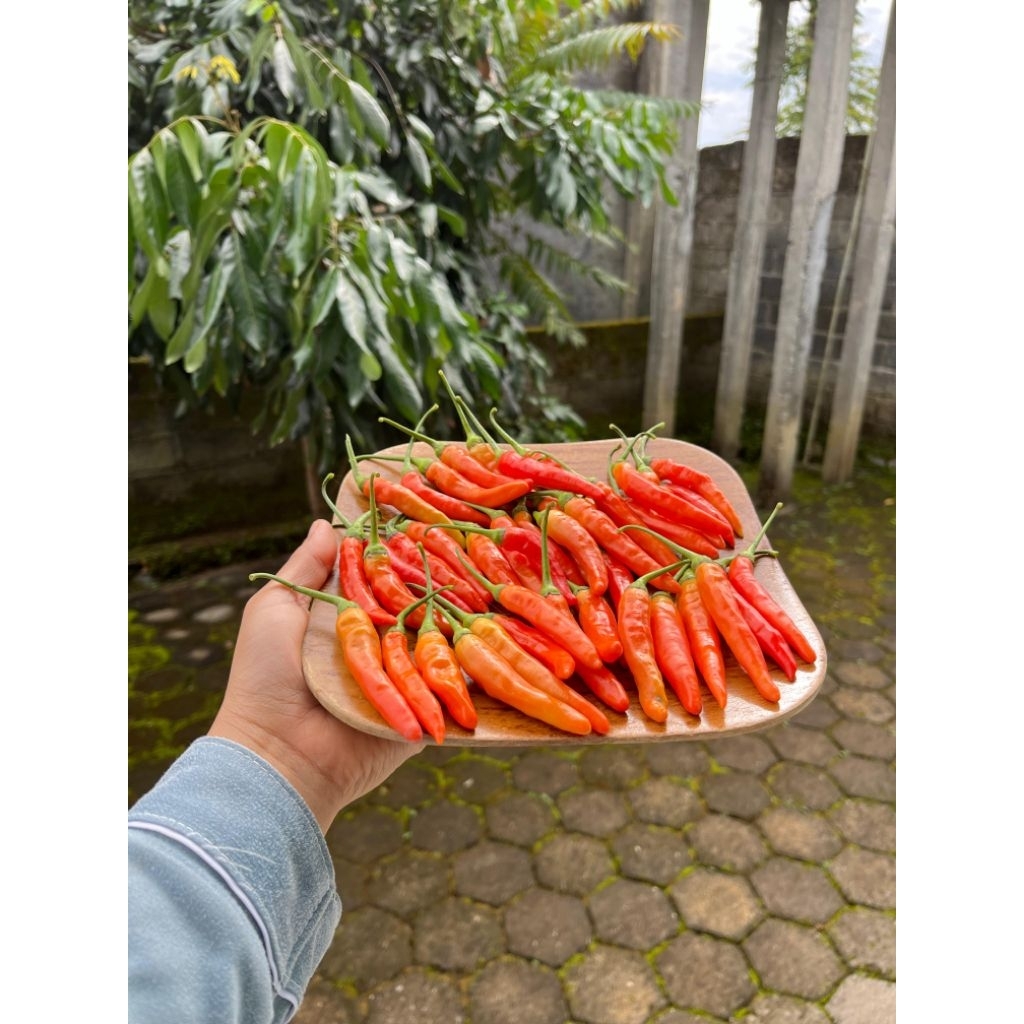 

cabai/ lombok setan premium