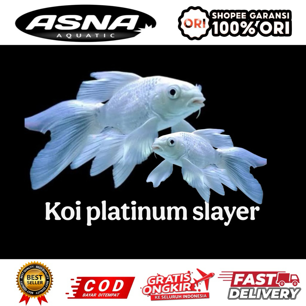 kebutuhan aquarium koi platinum slayer