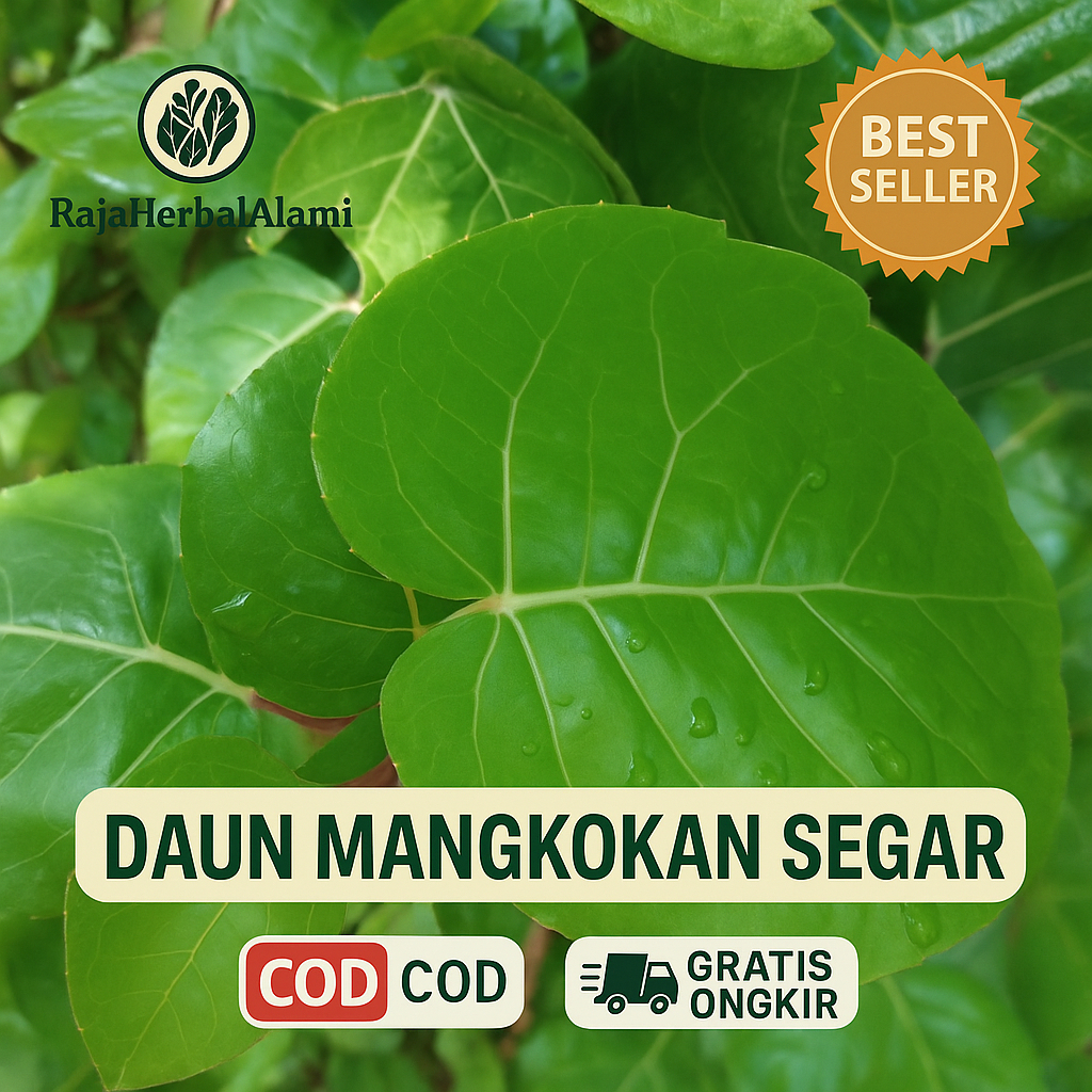 

DAUN MANGKOKAN SEGAR PER 1 LEMBAR MURAH SIAP OLAH COD